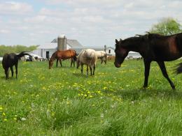 Spring Graze Picture